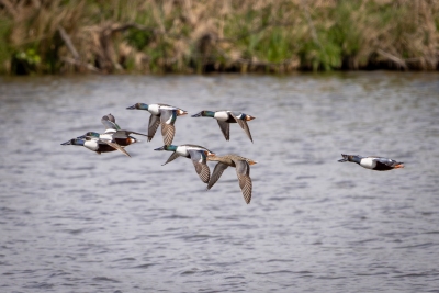 250421_deko_4411-Verbessert-RR