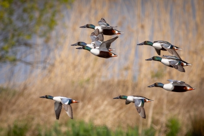 250421_deko_4416-Verbessert-RR-2