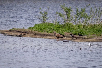 250421_deko_4512-Verbessert-RR