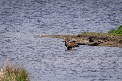 250421_deko_4526-Verbessert-RR