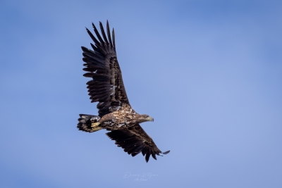 250421_deko_4640-Verbessert-RR