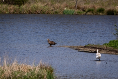 250421_deko_4682-Verbessert-RR