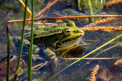 250421_deko_4714-Verbessert-RR