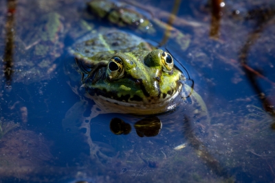 250421_deko_4717-Verbessert-RR