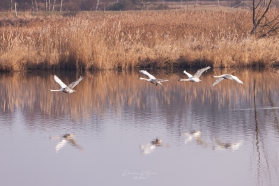 250316_deko_2941