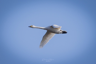 250316_deko_3047