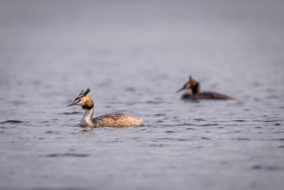 250413_deko_4184-Verbessert-RR