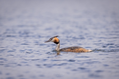 250413_deko_4210-Verbessert-RR