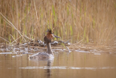 250413_deko_4227-Verbessert-RR