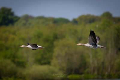 250501_deko_4766-Verbessert-RR