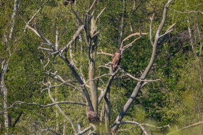 250501_deko_4813-Verbessert-RR