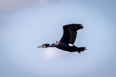 250501_deko_4921-Verbessert-RR