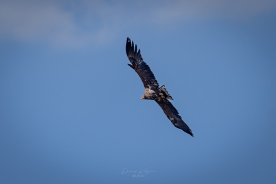 250501_deko_5078-Verbessert-RR