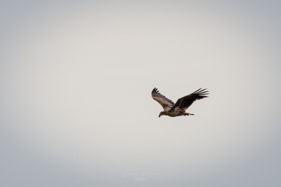 250501_deko_5113-Verbessert-RR