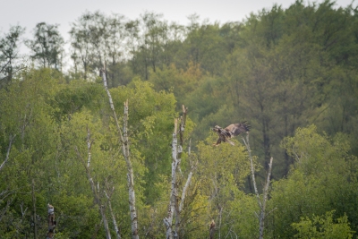 250501_deko_5123-Verbessert-RR