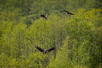 250501_deko_5134-Verbessert-RR