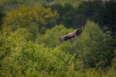 250501_deko_5167-Verbessert-RR