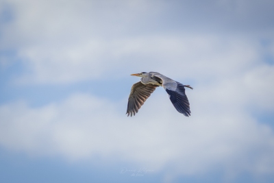 250501_deko_5194-Verbessert-RR