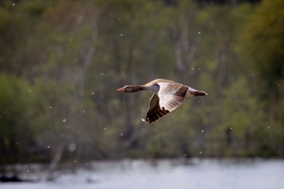 250501_deko_5204-Verbessert-RR