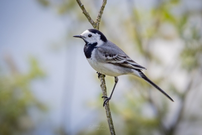 250501_deko_5211-Verbessert-RR