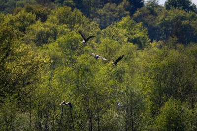 250501_deko_5271-Verbessert-RR 250501_deko_5271-Verbessert-RR