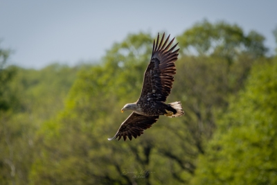 250501_deko_5347-Verbessert-RR