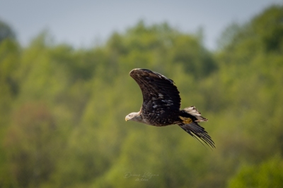 250501_deko_5349-Verbessert-RR