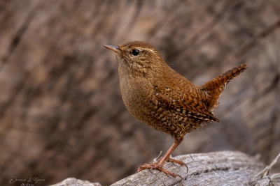 250323_deko_3430-Verbessert-RR-2