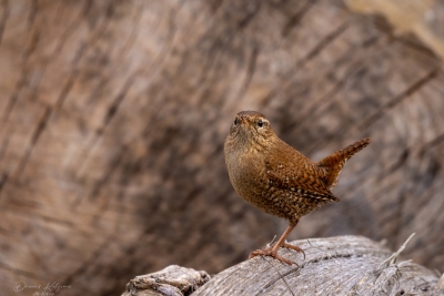 250323_deko_3431-Verbessert-RR