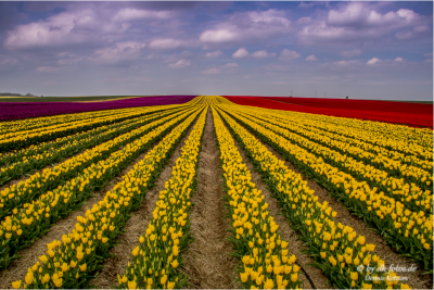 Tulpenfeld