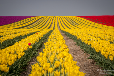 Tulpenfeld