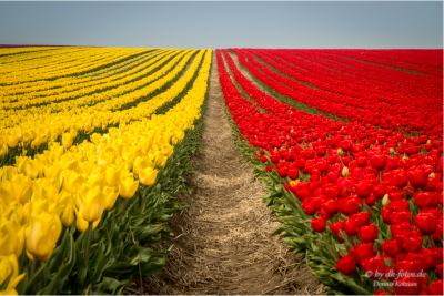 Tulpenfeld