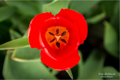 Tulpenfeld