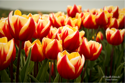 Tulpenfeld