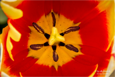 Tulpenfeld