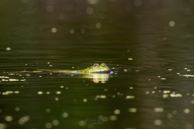 260825_deko_028