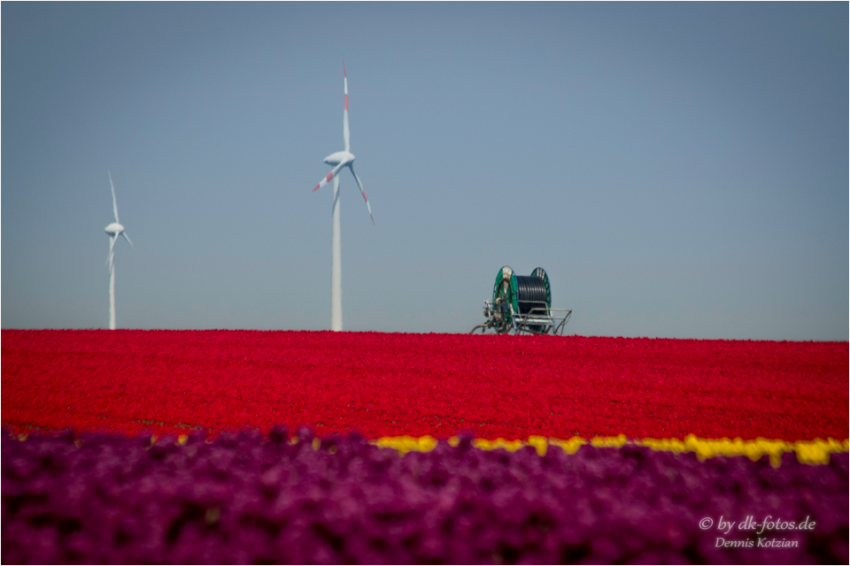Ein Meer aus Tulpen