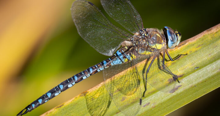 Wildlifefotos